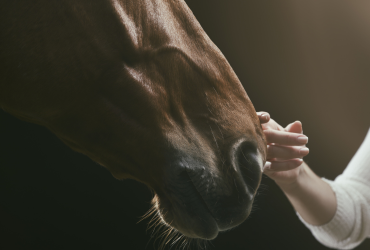 equinos-cavalos-tele-animal